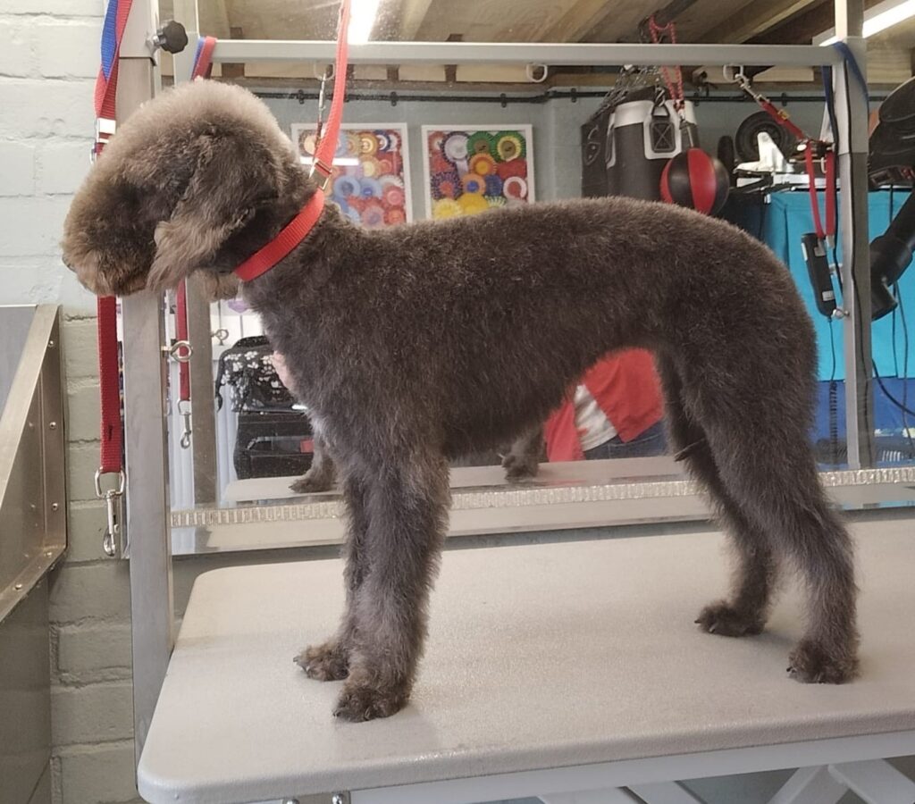 Picture of DOG GROOMING – Tunman Bedlington Terriers